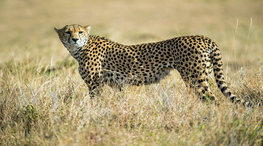 5-Day Luxury Safari from Karatu